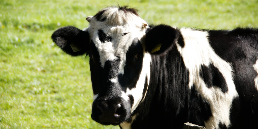 Cattle (1)